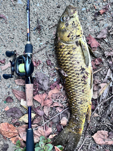 コイの釣果