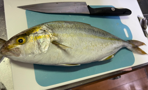 ショゴの釣果