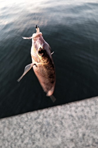 タイの釣果