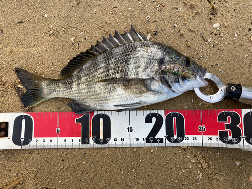 クロダイの釣果