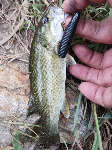 スモールマウスバスの釣果