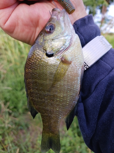 ブルーギルの釣果