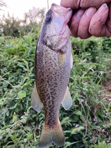 ラージマウスバスの釣果