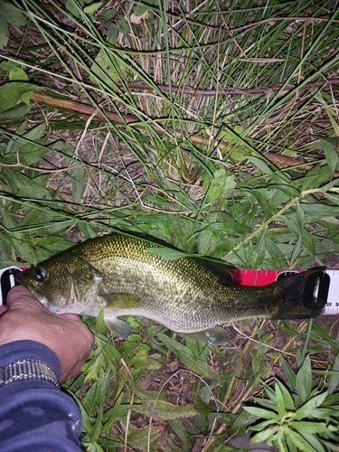 ラージマウスバスの釣果