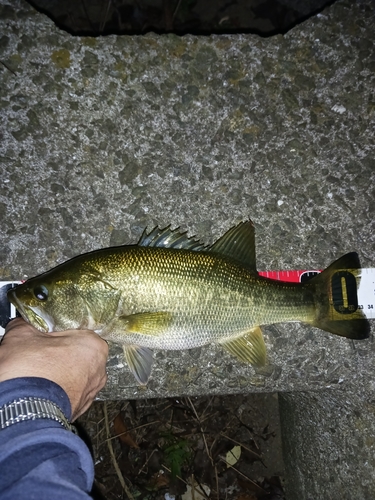 ラージマウスバスの釣果