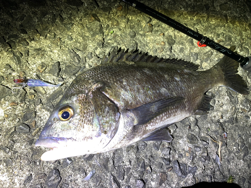 チヌの釣果