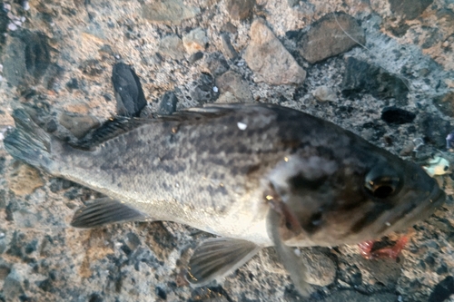 クロソイの釣果