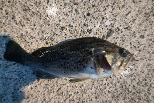 クロソイの釣果