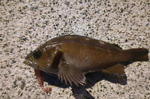 エゾメバルの釣果