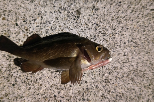 エゾメバルの釣果