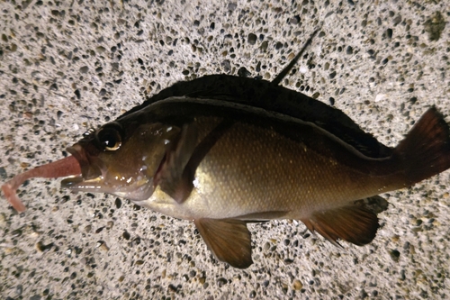 エゾメバルの釣果