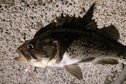 クロソイの釣果