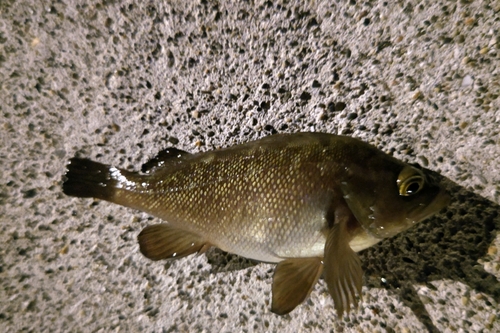 エゾメバルの釣果