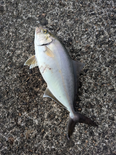 カンパチの釣果