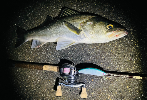 フッコ（マルスズキ）の釣果