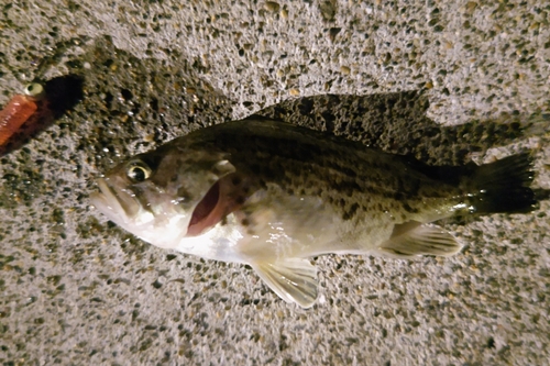 クロソイの釣果