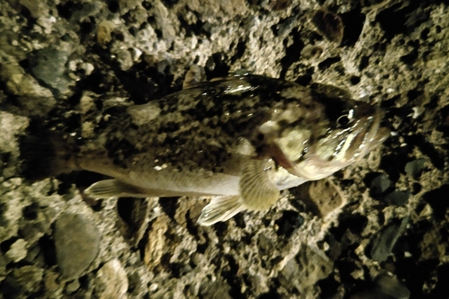 クロソイの釣果