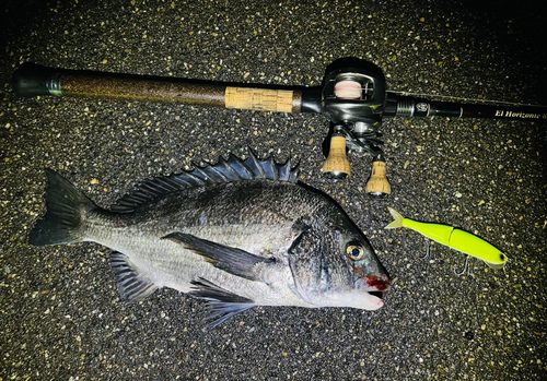 クロダイの釣果