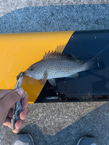 オオモンハタの釣果