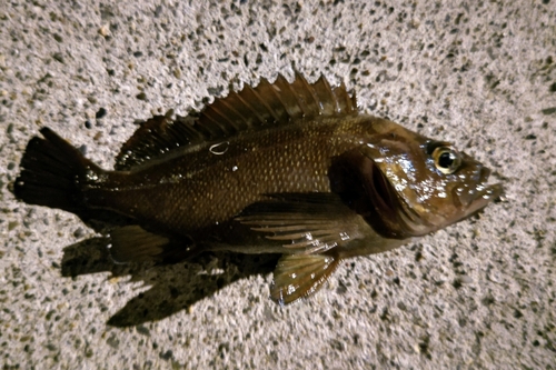 エゾメバルの釣果