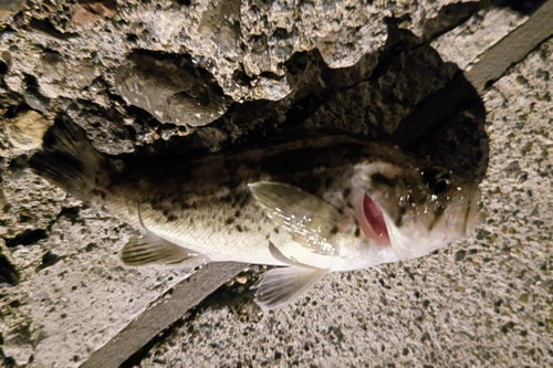 クロソイの釣果