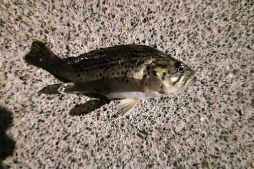 クロソイの釣果