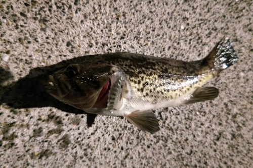 クロソイの釣果