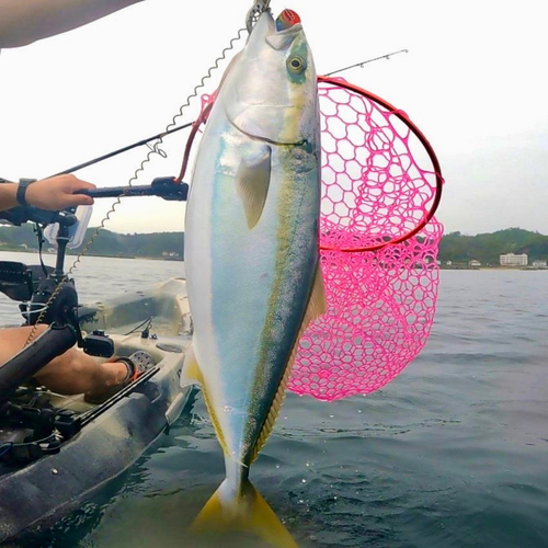 ワラサの釣果