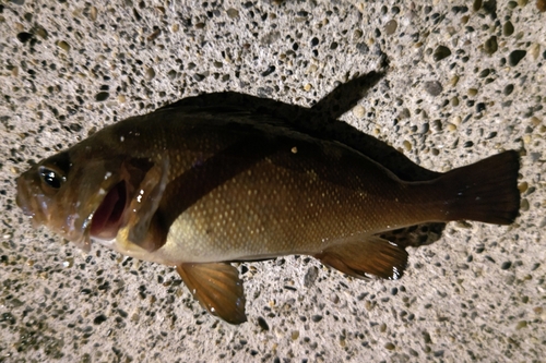 エゾメバルの釣果