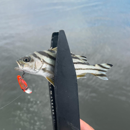 コトヒキの釣果