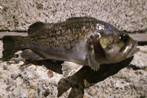 クロソイの釣果