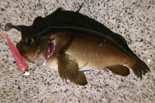 エゾメバルの釣果