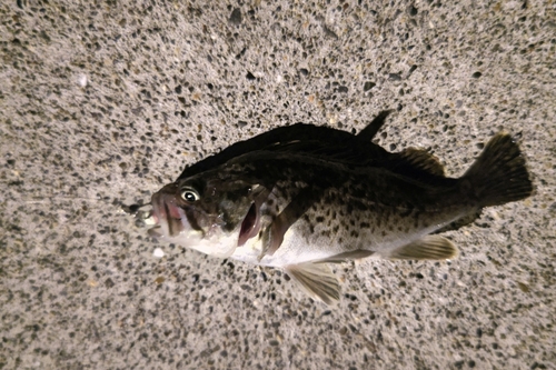 クロソイの釣果