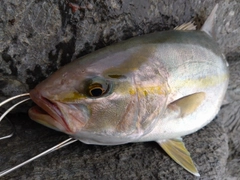 カンパチの釣果