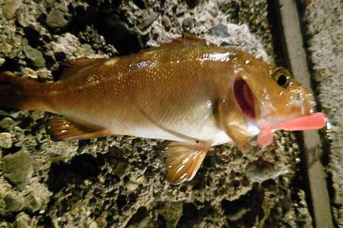 エゾメバルの釣果