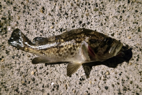 クロソイの釣果