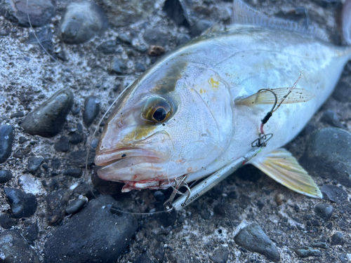 ショゴの釣果