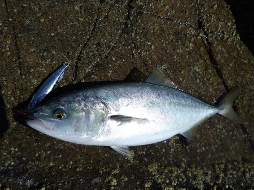 イナダの釣果