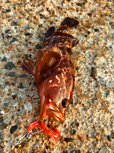 キジハタの釣果