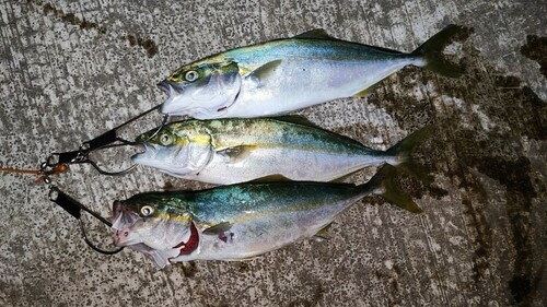 ワカシの釣果