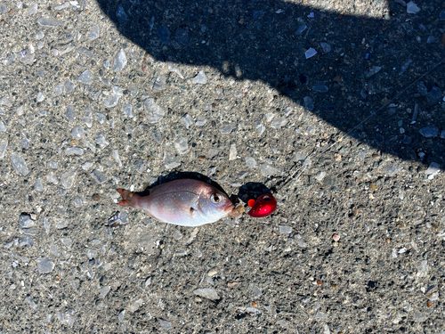 コダイの釣果