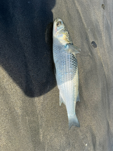 ボラの釣果