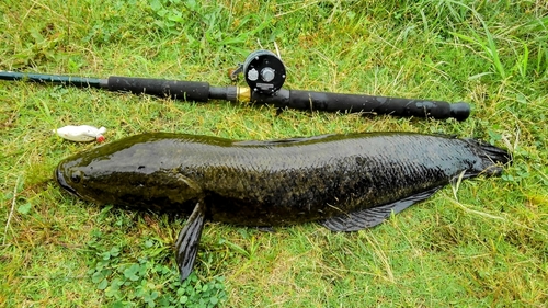 ライギョの釣果