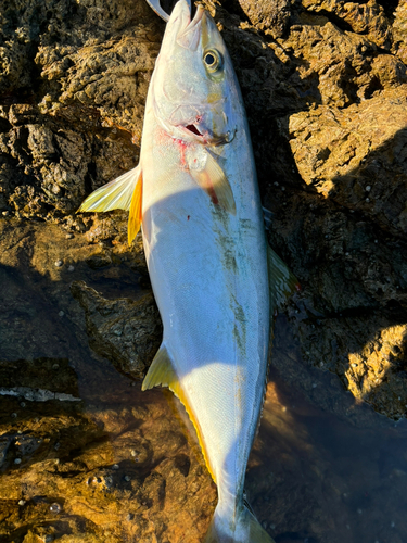 ヒラマサの釣果