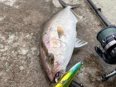 ショゴの釣果