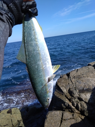 イナダの釣果