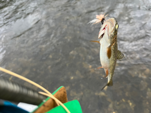 ニジマスの釣果