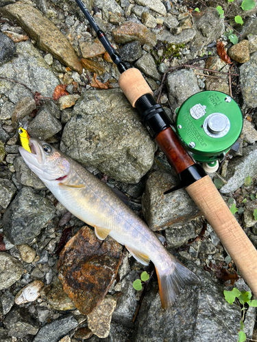 イワナの釣果