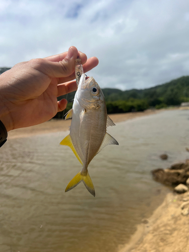 メッキの釣果