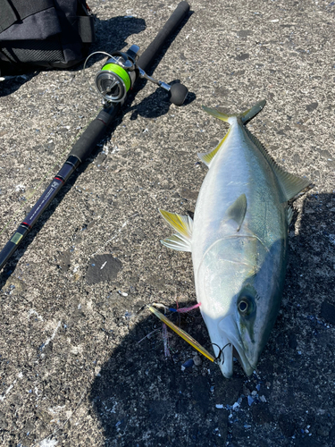 イナダの釣果